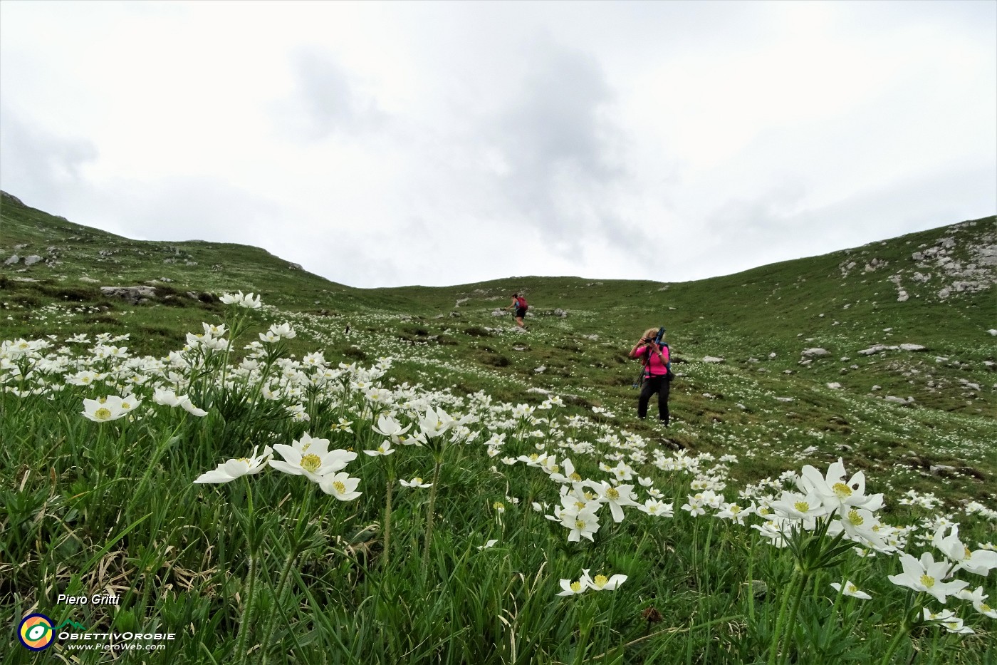 50 Saliamo tra distese di anemoni narcissini.JPG